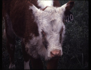 photo of calf with pink eye