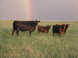photo of cow with calfs in pasture - rainbow in background