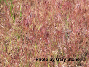 photo of cheat grass in pasture