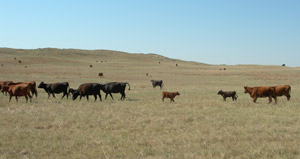 photo of cattle in pasture