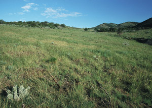 photo of green pasture of rolling hills
