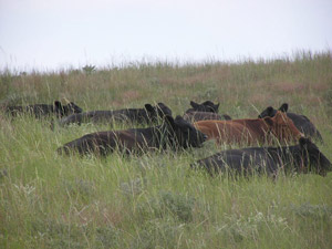 resting cows image