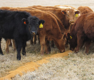 photo - calves with distillers grains on ground