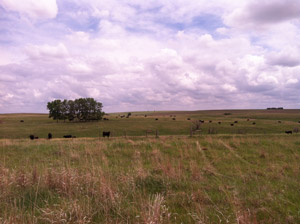 photo of cattle in pasture