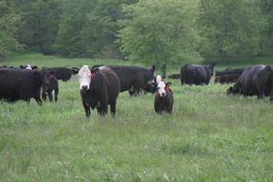 Image result for image of beef cow eating forages