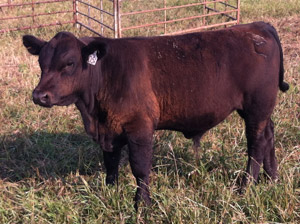 photo - young steer in fenced pasture