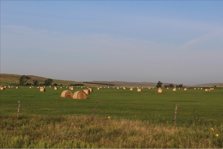 hay field with large round bales