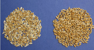 photo of scabby wheat next to normal wheat