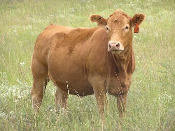 photo of a cow in a pasture