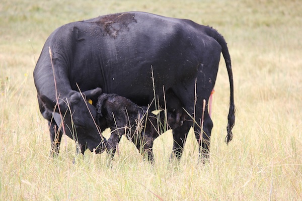photo of a cow and calf nursing