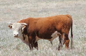 photo of bull in pasture