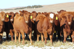 photo of a group of heifers in pasture