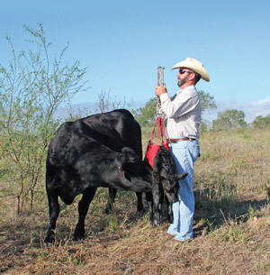 photo - rancher weighing newborn calf