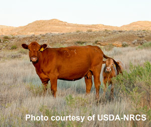 photo of cow and calf in pasture
