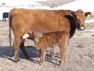 photo - cow with calf