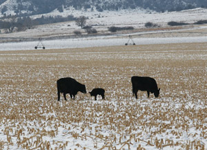 photo cows with calf in snow-covered cornstalk residue field