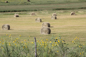 photo of large round hay bales in field