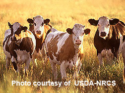 photo - cattle in pasture
