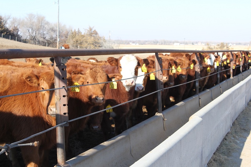 many cattle standing at a feed trough
