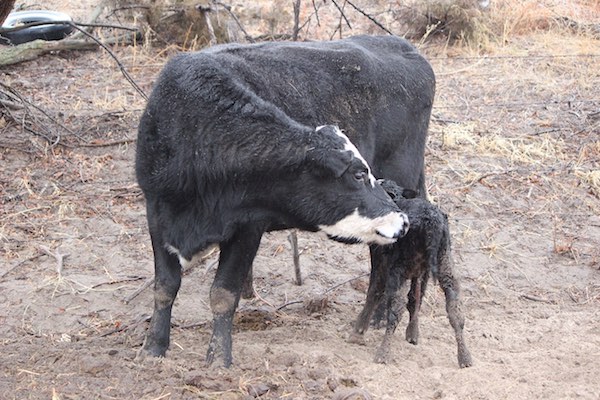 photo of mother cow with calf