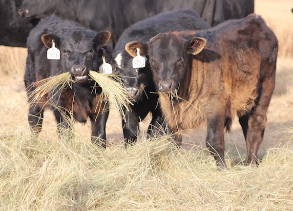 photo of cattle eating hay