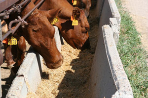 photo of cattle feeding from bunker
