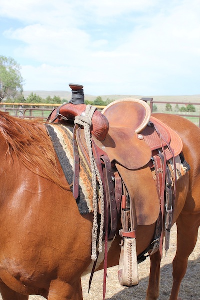 photo of an empty saddle on a horse