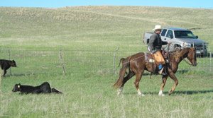 photo of calf roped by cowboy on horseback