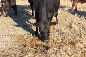 photo of cow eating distillers grain in pasture