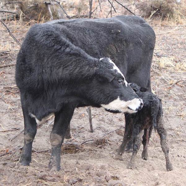 photo of cow calf pair