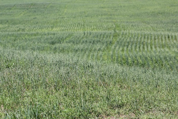 photo of an oat pasture