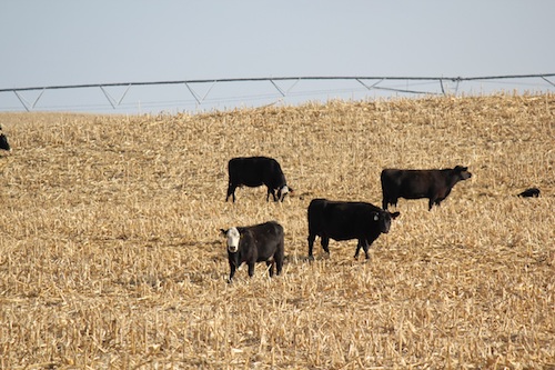 photo of cattle grazing corn residue