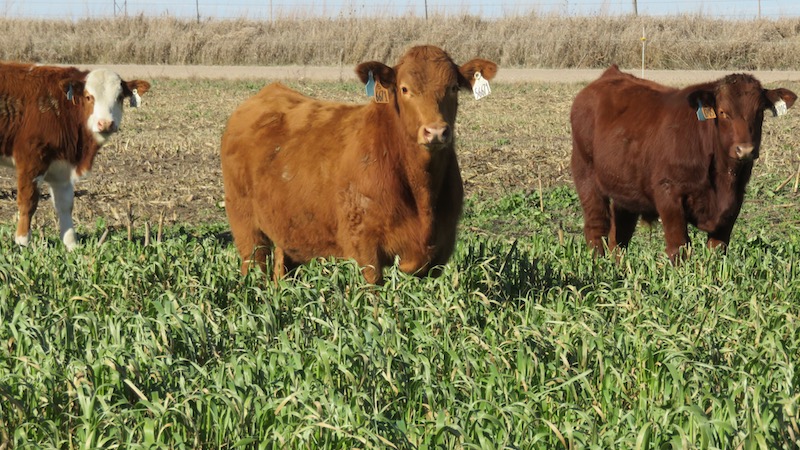 three cattle grazing in forage cover crop field