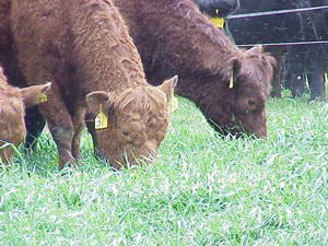 photo of cattle grazing on forage crop