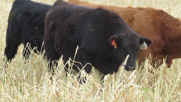 photo of cattle grazing standing forage
