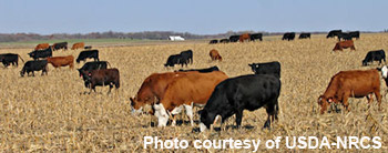 photo - cattle grazing corn stalks