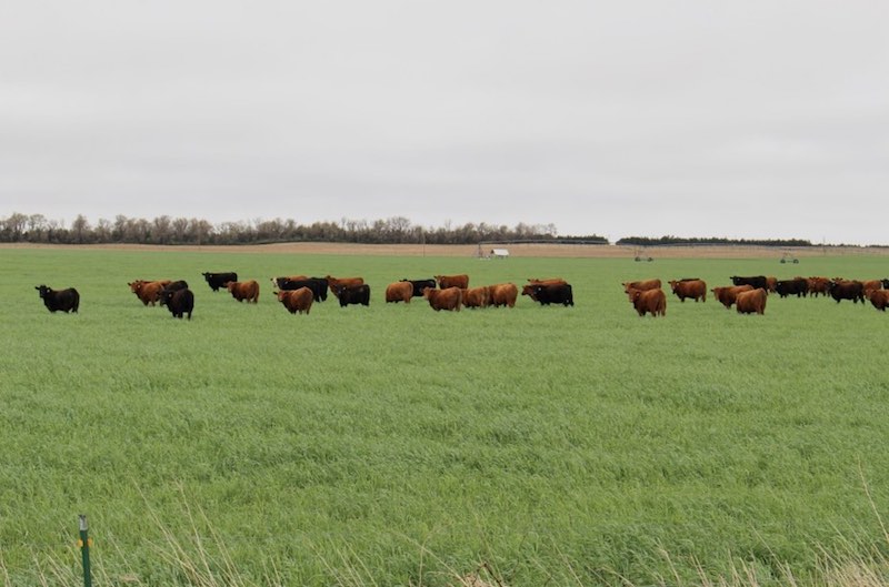 many cattle grazing in a field