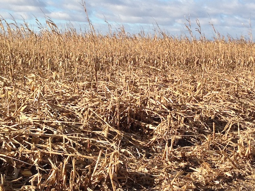 photo of down corn in a field