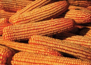 photo of mature ears of corn fill with grain