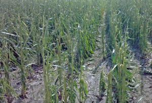 photo of weather-damaged crop
