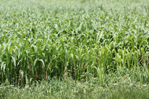 photo of sorghum field