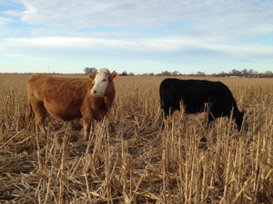 photo of cows grazing corn stalks