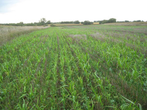 photo of cover crop planted in harvested soybean field