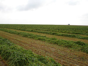 photo of winrowed forage crop in growing season