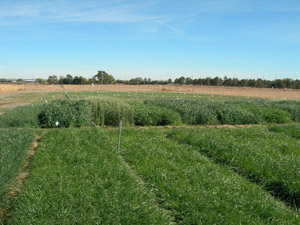 photo of field of forage crop planted in August