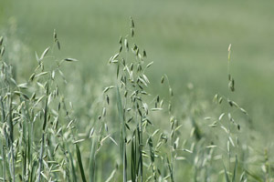 photo of small grain cover crop