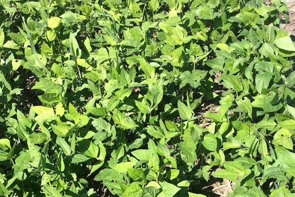 photo of legume cover crops