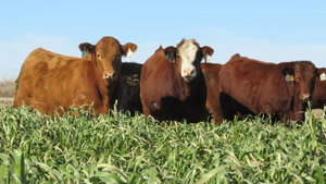 photo - cattle grazing in forage cover crop field