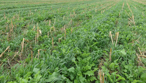 photo of oats, turnips planted in corn stubble
