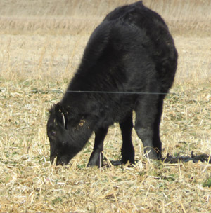 photo - calf grazing in field